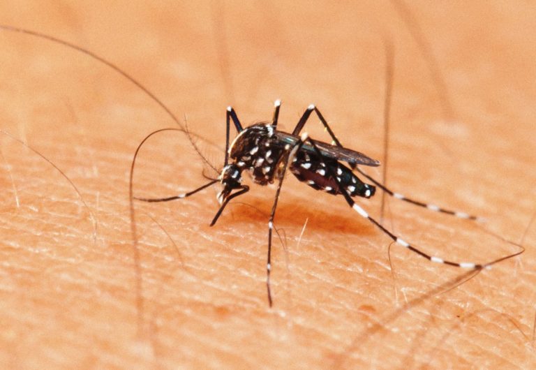 PB corre risco de epidemia de dengue, afirma SES