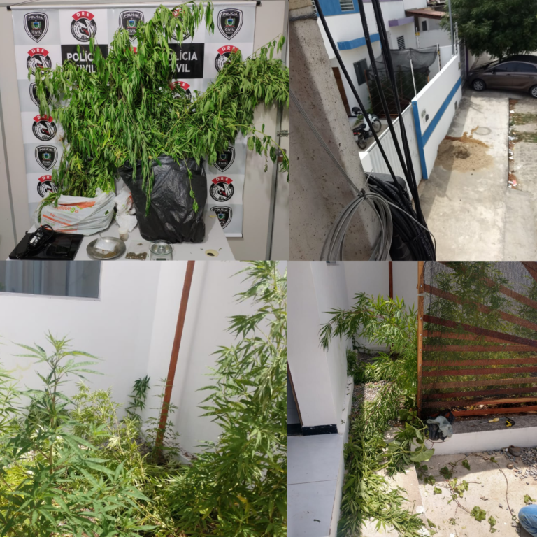 Polícia prende homem que produzia maconha em casa para vender em CG