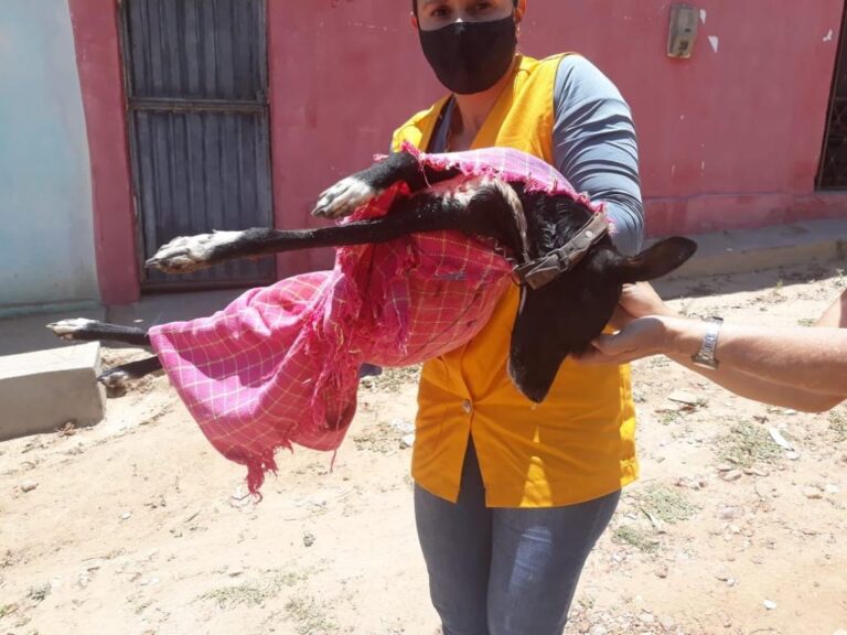 CRUELDADE: homem vai responder por matar dois animais de fome na PB