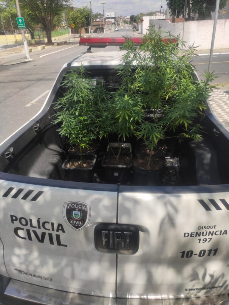 Homem que cultivava maconha no quintal em bairro nobre de CG acaba preso