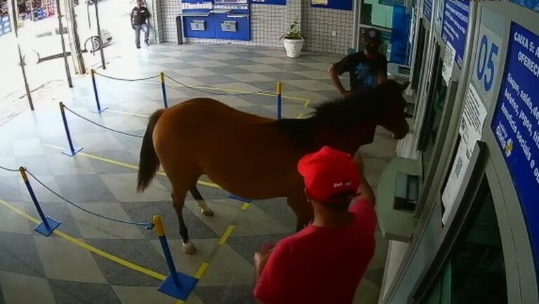 Cavalo invade Lotérica no interior da Paraíba