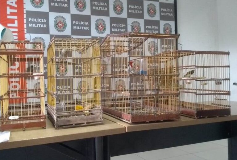 Homem mastiga e engole pássaro pra tentar escapar de crime ambiental