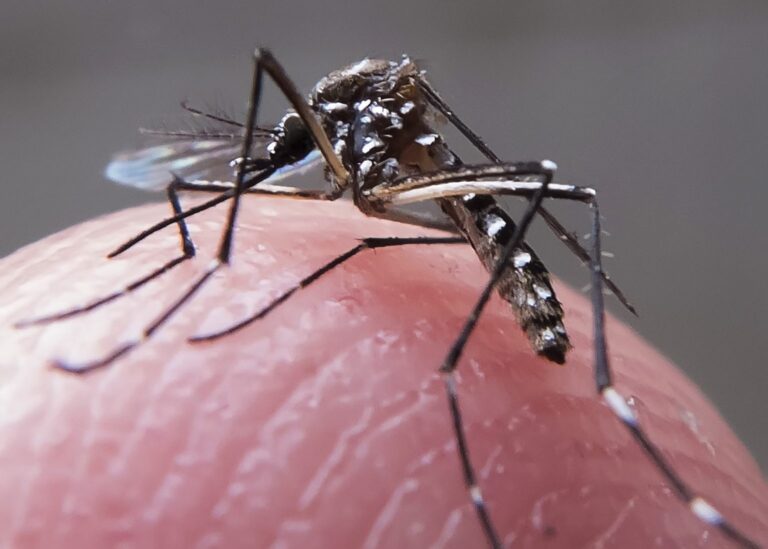 Número de casos prováveis de chikungunya aumenta 436% na Paraíba