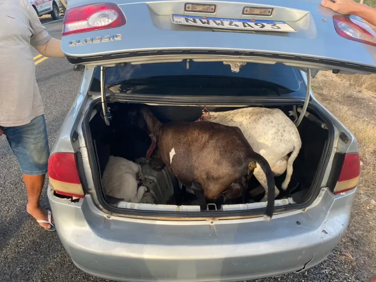 Trio é preso com ovelhas furtadas no Cariri paraibano