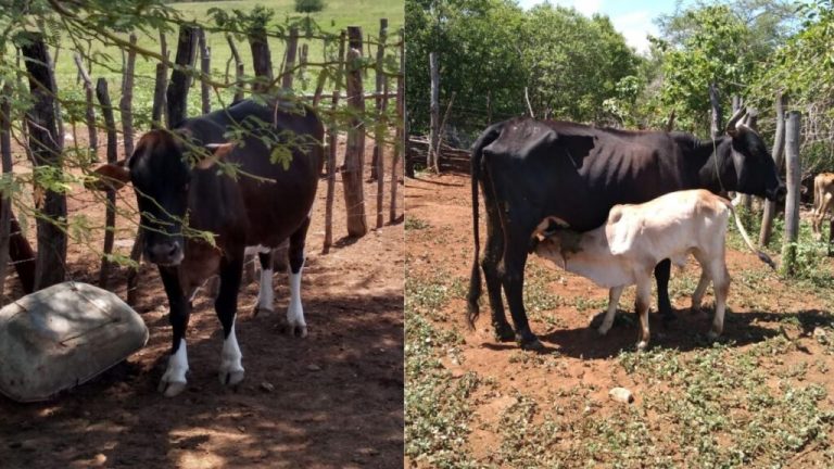 Polícia Civil recupera 5 animais furtados durante operação em Pombal