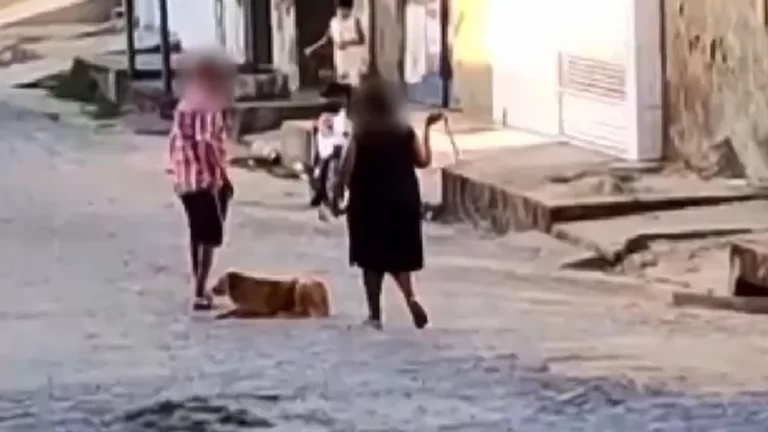 Cachorro que foi ‘chicoteado’ em CG é resgatado e deve ir para adoção