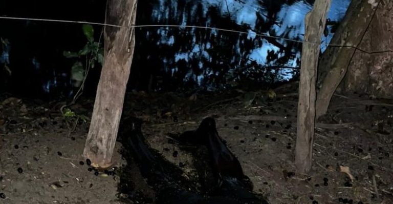 Corpo em avançado estado de decomposição é encontrado em área de vegetação, na Grande JP