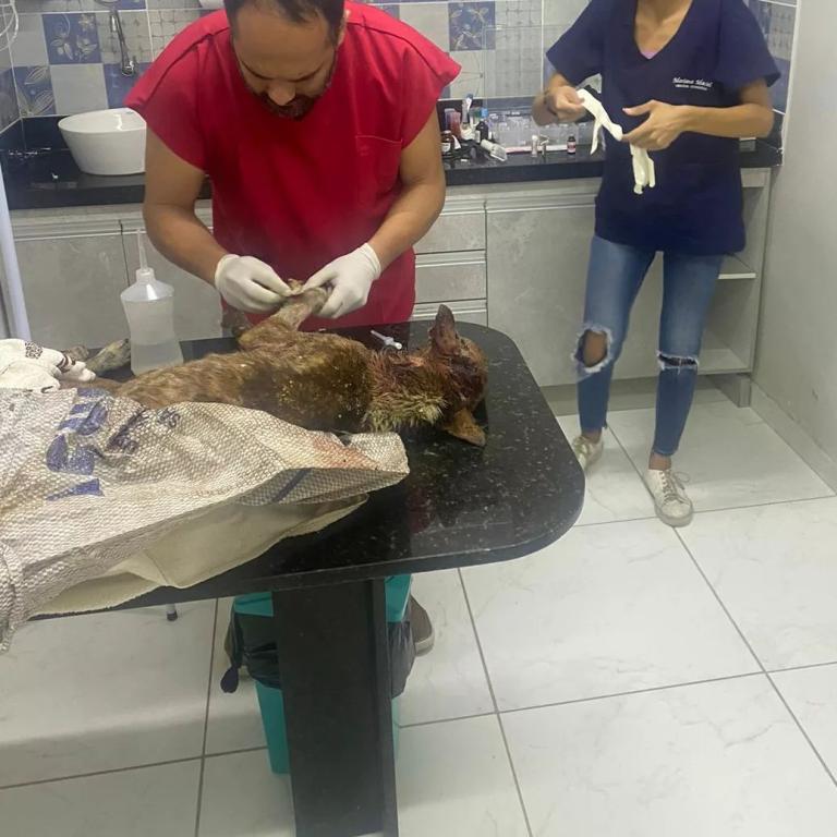 Homem é preso agredindo cachorro com um facão na Paraíba