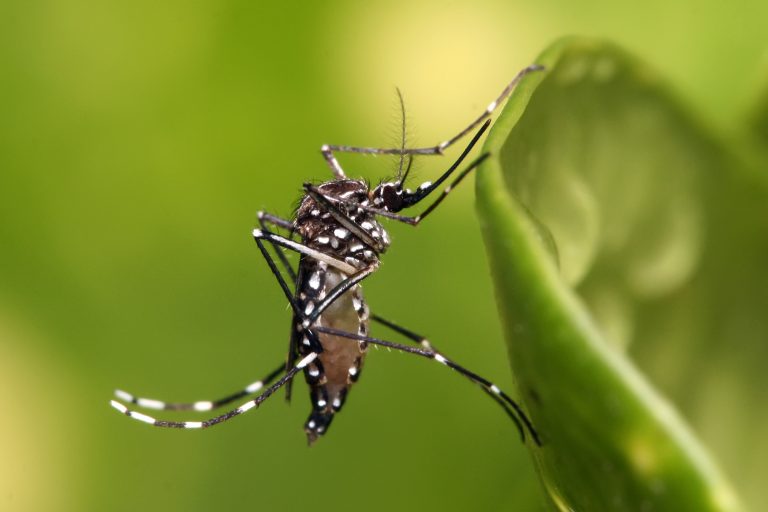 Divulgado o resultado do segundo Levantamento Rápido do Índice de Infestação por Aedes aegypti; Confira