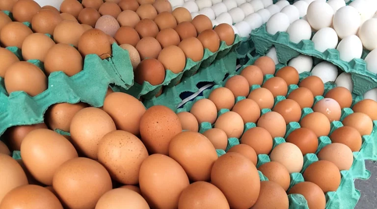 Empasa alerta baixa de estoque de ovos de galinha e PB pode ficar sem o produto