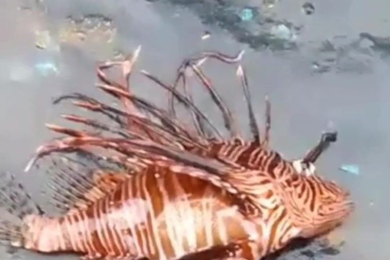 Venenoso, Peixe-Leão é achado nas praias da PB; bióloga faz alerta