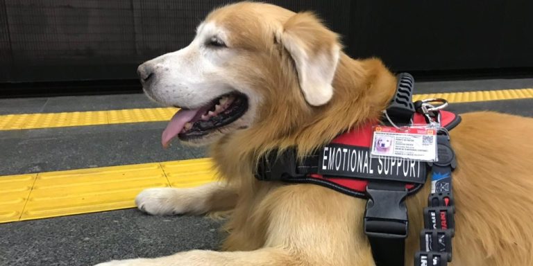 NA PARAÍBA: Lei permite que pessoas com sofrimento psíquico entrem em espaços públicos com animais de suporte emocional