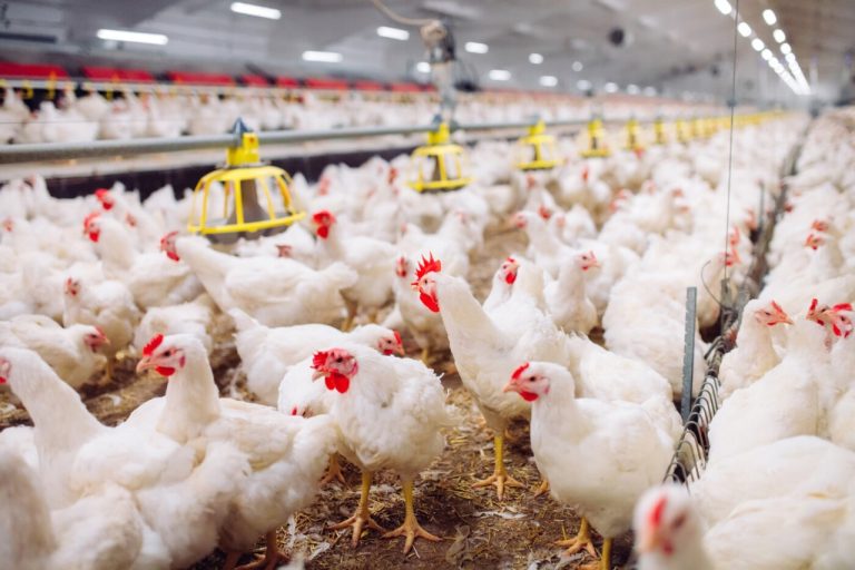 Gripe aviária: Brasil está em estado de emergência zoossanitária