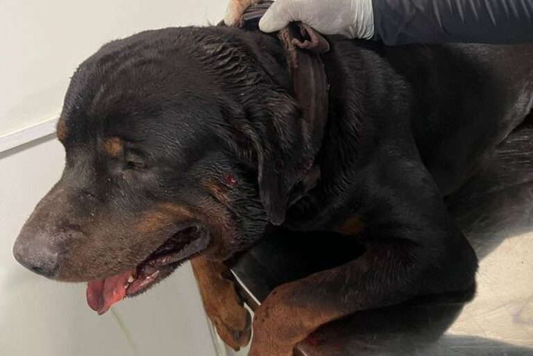 Cachorro é resgatado pelo Corpo de Bombeiros após ser baleado, em JP