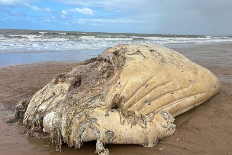 Restos de baleia são encontradas na Praia do Sol, em JP