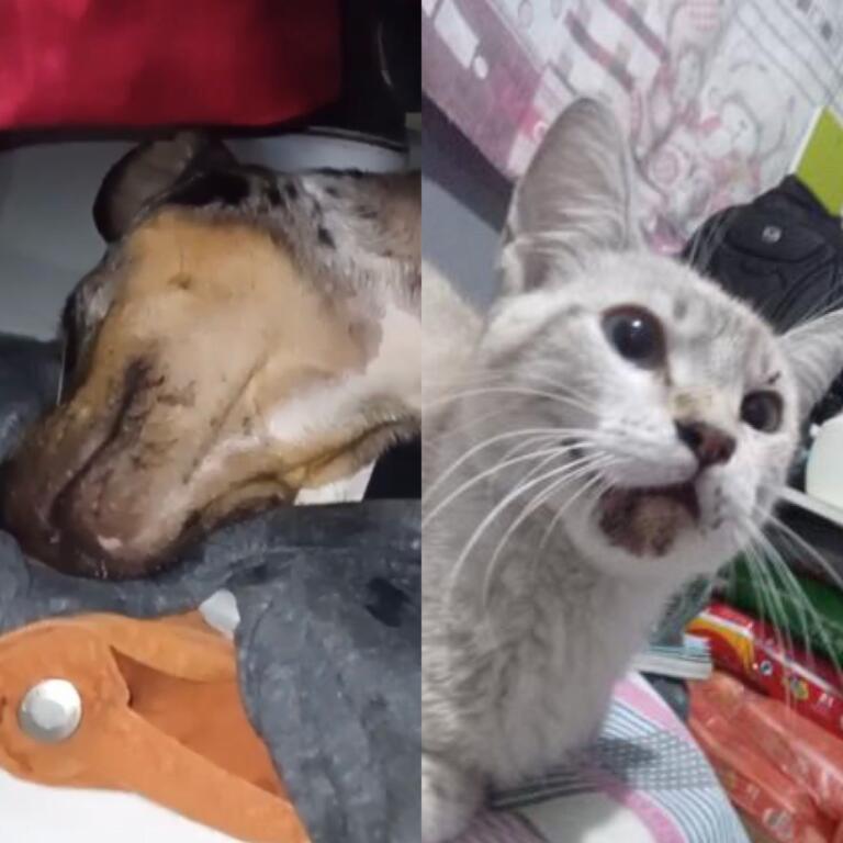 Homem denuncia atropelamentos de animais no Aluízio Campos, em Campina Grande