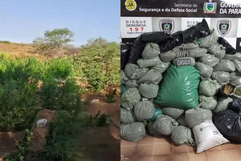 Polícia descobre plantio de maconha no Sertão da PB