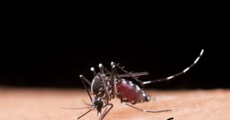 Paraíba confirma quinta morte por dengue em 2024