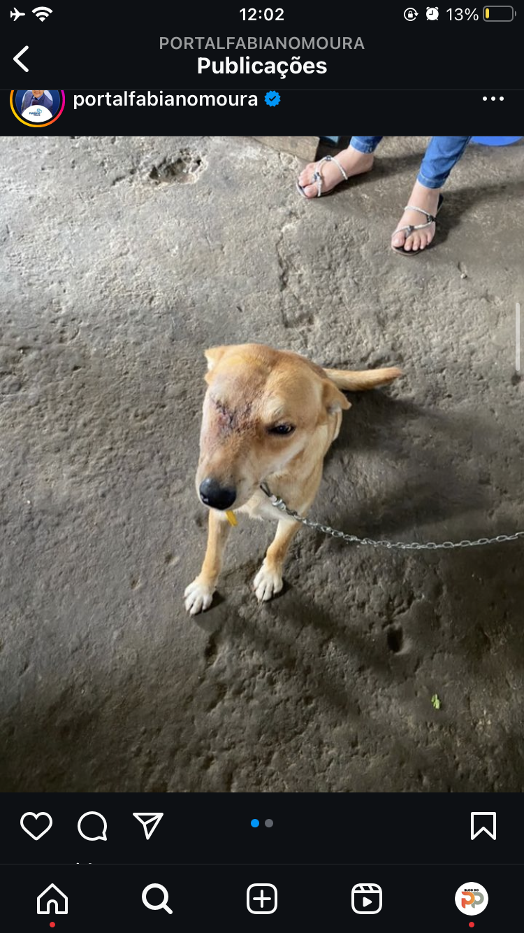Cachorro é espancado a pauladas em praça de Lagoa Seca/PB