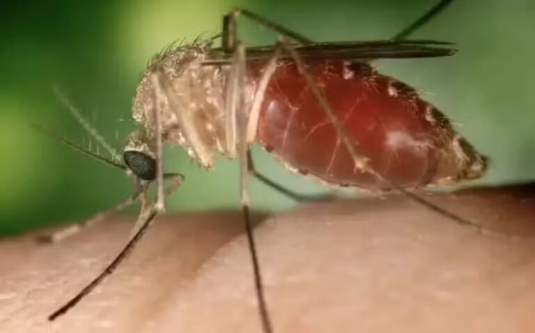 Paraíba confirma primeiros casos de transmissão local de Febre Oropouche
