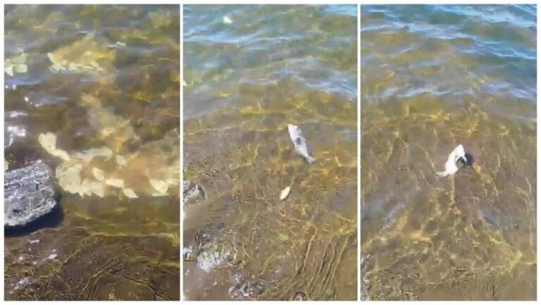 Descarte irregular no Açude Jatobá indigna moradores e pescadores