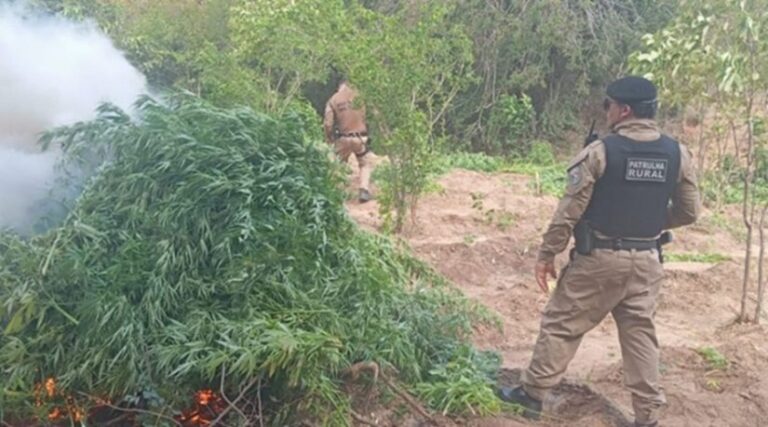 Polícias destroem plantação com quase 10 mil pés de maconha em Princesa Isabel