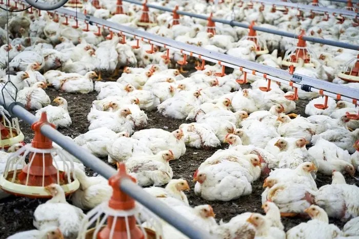 China suspende compra de frango brasileiro por causa de gripe aviária, diz ministro