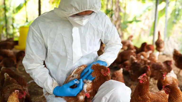 Gripe aviária não deve impactar preço da carne de frango, diz ministro