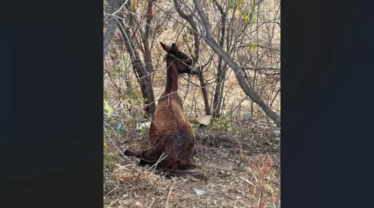 Burro é atropelado e fica gravemente ferido na BR-230, em Patos