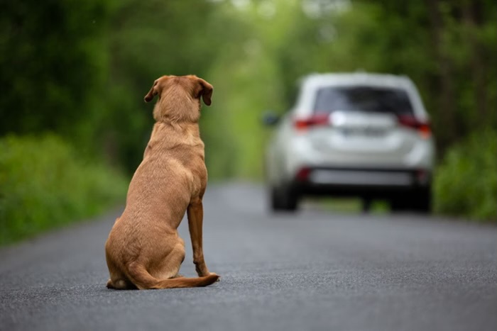 Câmara aprova projeto que prevê suspensão da CNH para quem usar veículo no abandono de animais