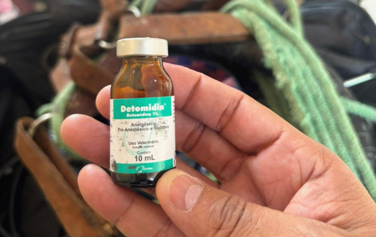Estudante é investigado por se passar por médico-veterinário em São Bento; dois cães morreram após castração