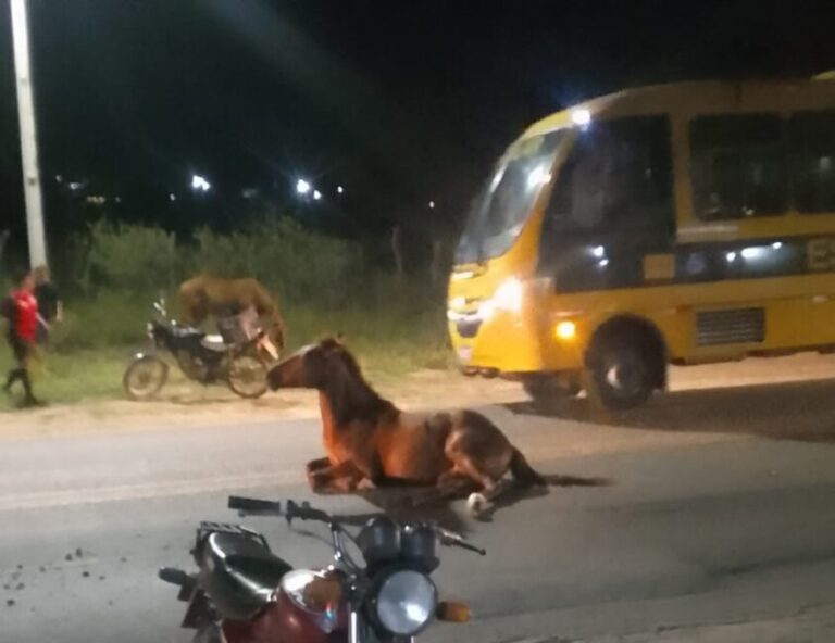 Ônibus escolar atinge cavalo na BR-412, em Monteiro, no Cariri paraibano