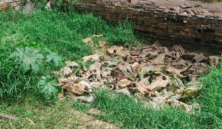 Sudema interdita matadouros na Paraíba por descartar resíduos de forma irregular