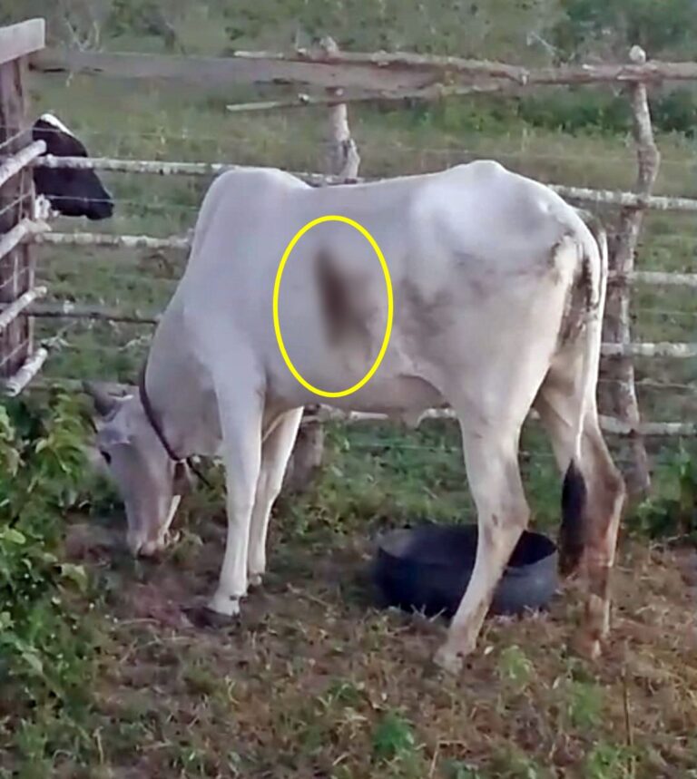 Homem responde por maus-tratos após esfaquear vaca prenha em Campina Grande