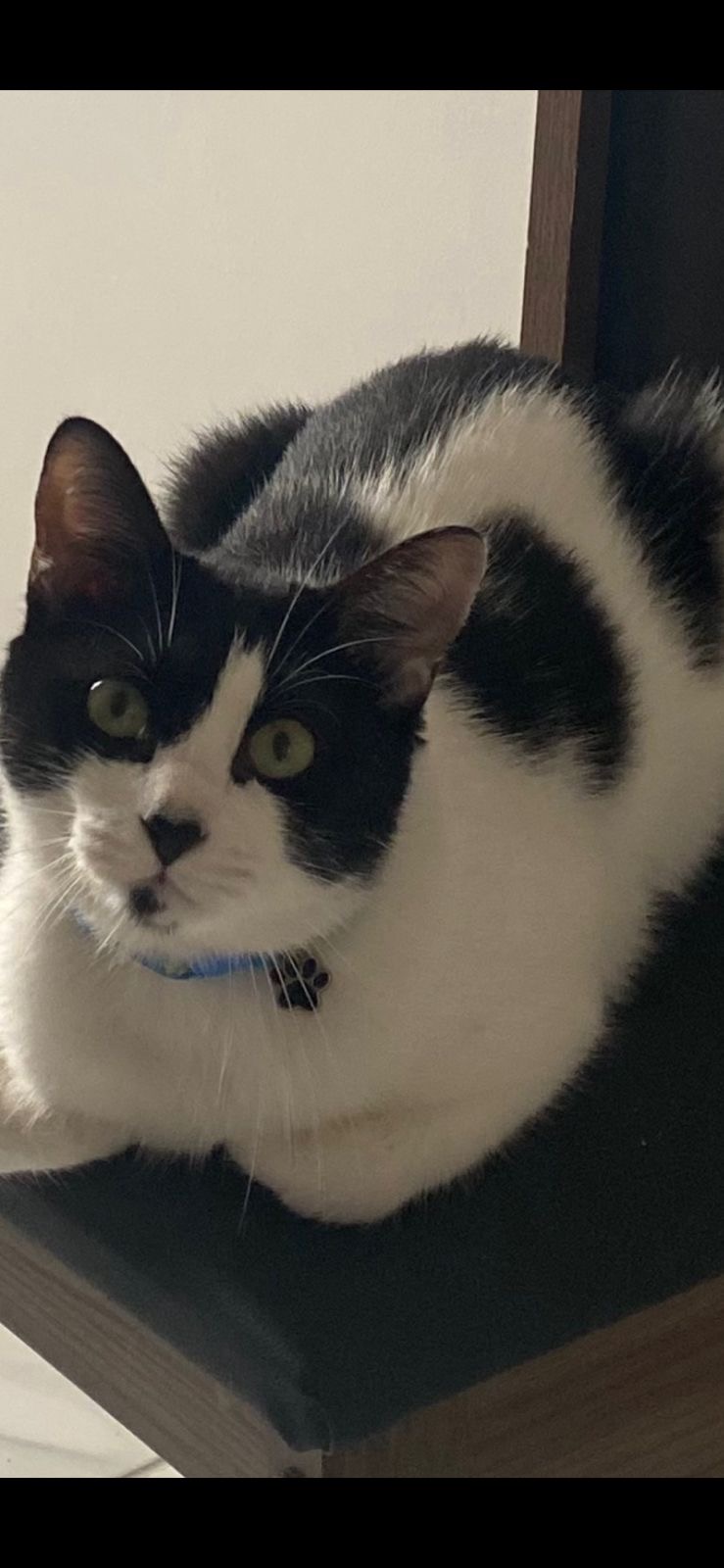 Família oferece recompensa para encontrar gato desaparecido em Campina Grande