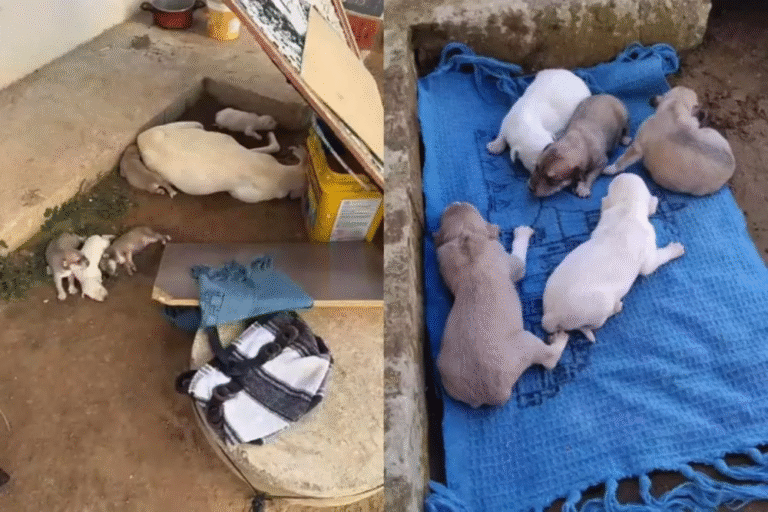 Cadela e filhotes são vítimas de maus-tratos em Patos; oito filhotes morreram