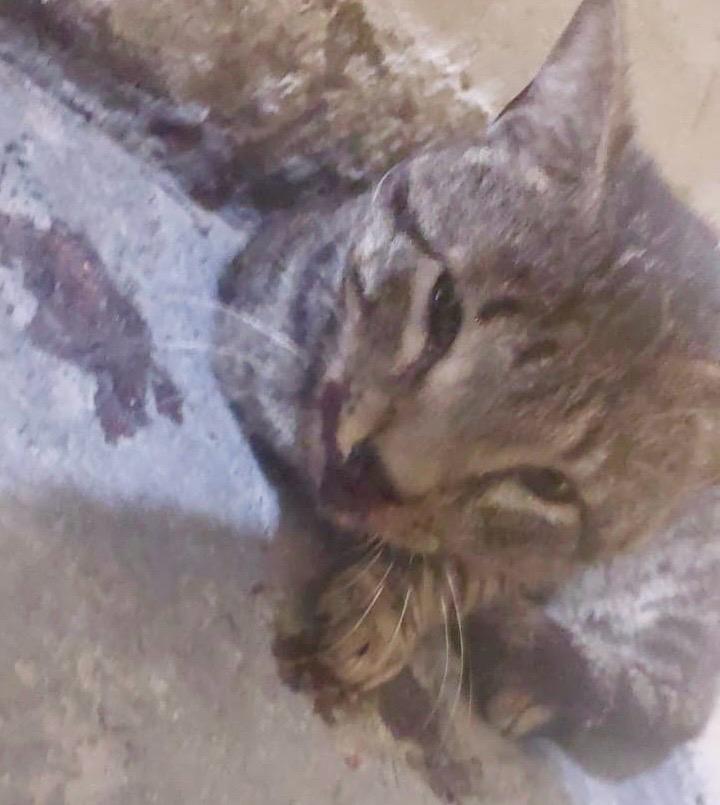 Moradores denunciam maus-tratos a animais em condomínio de Campina com agressão a gato